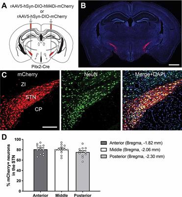 Chemogenetic Suppression of the Subthalamic Nucleus Induces Attentional Deficits and Impulsive Action in a Five-Choice Serial Reaction Time Task in Mice